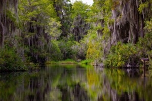 Don Weir Okefenokee Swamp